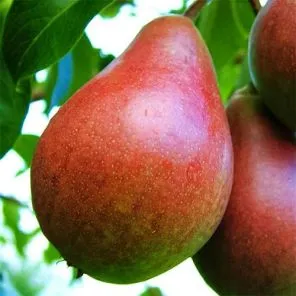 Груша Изюминка Крыма