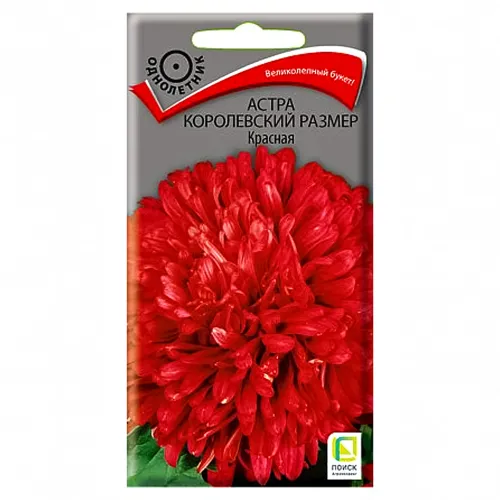 Астра Королевский размер красная Поиск
