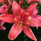 Лилия азиатская Хотпантс № 1