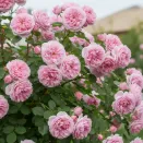 Роза канадская Мартин Фробишер № 1