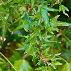 Плющ (хедера) для дома и сада Криспи