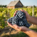 Виноград Кишмиш для ленивых Тролльхауген № 2