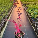 Барбарис Оттавский Суперба № 2