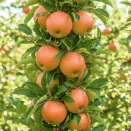 Яблоня колоновидная Баргузин № 1