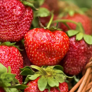 Земляника ремонтантная (крупноплодная) для севера Русский размер, 5 саж.