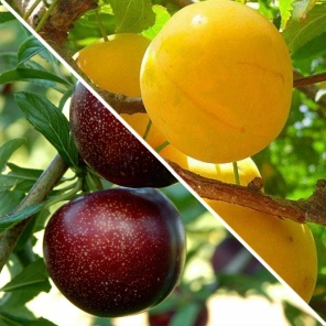 Подарок - Двухцветная шарафуга