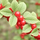 Вишня войлочная самоплодная Хабаровская № 2