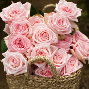 Роза чайно-гибридная премиум парфюм Пинк Охара