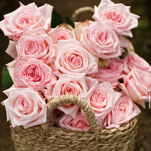 Роза чайно-гибридная премиум парфюм Пинк Охара