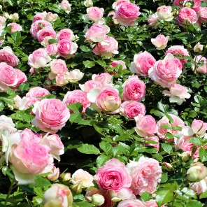 Роза плетистая Пьер де Ронсар