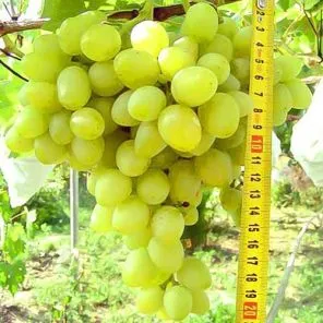 Виноград Аркадия