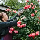 Роза флорибунда для жары и засухи Шакенборг № 3