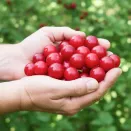 Афлоцеразус (вишня персиковая) № 2