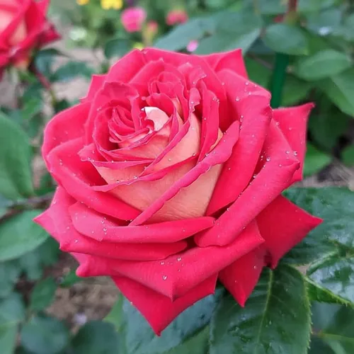 Роза чайно-гибридная малошипная Кроненбург