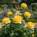 Роза чайно-гибридная Скайлайн № 1