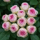 Роза спрей Мими Эден № 2