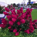 Гортензия метельчатая Самарская Лидия Гортензия метельчатая Самарская Лидия № 1