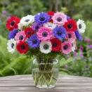 Анемона махровая Сент Бриджит, микс № 1