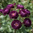 Роза спрей с пряным ароматом Даймонд Айс № 1