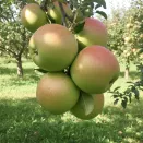 Яблоня Антоновка № 2