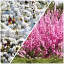 Сверхвыгода! Комплект раннецветущих экзотических кустарников "Пробуждение сада" из 2 сортов № 1