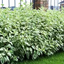 Дерен белый Элегантиссима № 1