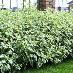 Дерен белый Элегантиссима