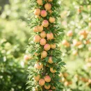 Слива колоновидная Медовая № 1