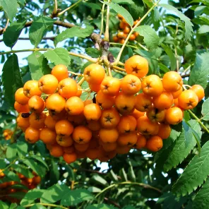 Рябина вкусная Невежинская Желтая
