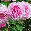 Роза английская Джеймс Галвей № 2