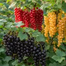 Сверхвыгода! Комплект смородины "Третья бесплатно" из 3 сортов № 1