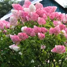 Гортензия метельчатая Ванилла Фрейз № 1