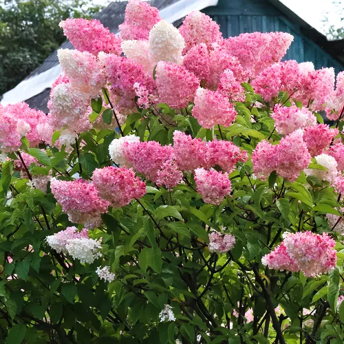 Гортензия метельчатая Ванилла Фрейз