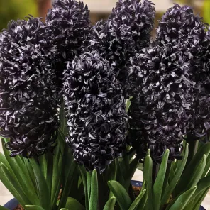 Гиацинт Миднайт Скай