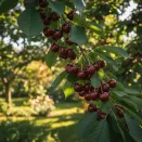 Вишня самоплодная сладкая Уйфехертой Фюртош № 3