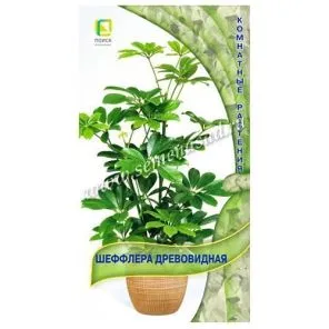 Шеффлера древовидная Поиск
