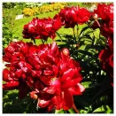 Пион Армани № 2