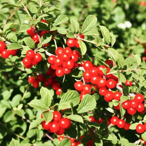 Вишня войлочная самоплодная Хабаровская