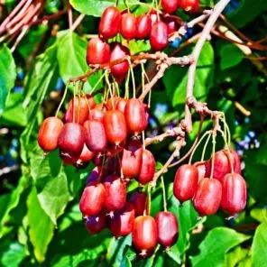 Актинидия аргута Скарлет Септембер Киви