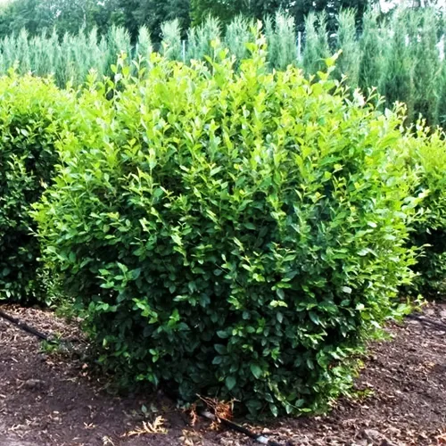 Кизильник блестящий (3 года)