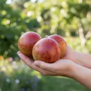 Плумкот (гибрид абрикоса и сливы) Корона № 2