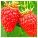 Малина ремонтантная холодоустойчивая Мапема № 1