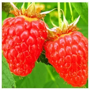 Малина ремонтантная холодоустойчивая Мапема