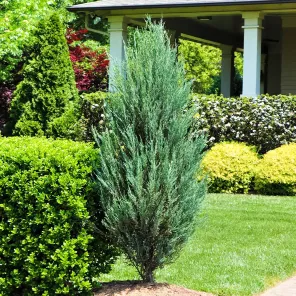 Можжевельник скальный Скайрокет