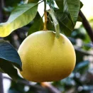 Грейпфрут комнатный без горечи Свити № 1