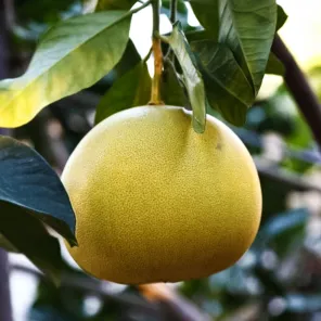 Грейпфрут комнатный без горечи Свити