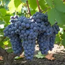 Виноград неукрывной со вкусом груши Юкка № 1