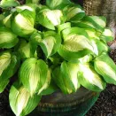 Хоста Саммер Мьюзик № 1