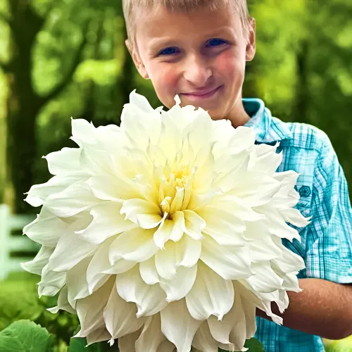 Георгина крупноцветковая макси Флерель