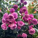 Роза плетистая Квиксильвер № 3